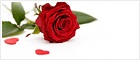 Valentines Day - Онлайн чат - кнопка #7 - Выключен - English